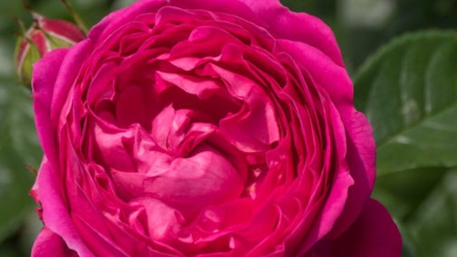 Blue Diamond Rose Mottisfont